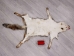 Red Fox Skin with Feet: Gallery Item - 180-03-WF-G4024 (Y1KWR)
