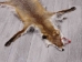 Red Fox Skin with Feet: Gallery Item - 180-03-WF-G4024 (Y1KWR)