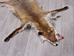 Red Fox Skin with Feet: Gallery Item - 180-03-WF-G4024 (Y3L)