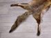 Red Fox Skin with Feet: Gallery Item - 180-03-WF-G4024 (Y3L)