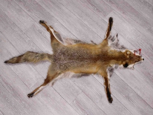 Red Fox Skin with Feet: Gallery Item 