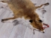Red Fox Skin with Feet: Gallery Item - 180-03-WF-G4025 (Y1KWR)