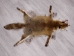 Red Fox Skin with Feet: Gallery Item - 180-03-WF-G4025 (Y1KWR)