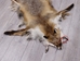Red Fox Skin with Feet: Gallery Item - 180-03-WF-G4027 (Y3K)