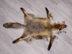 Red Fox Skin with Feet: Gallery Item 