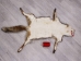 Red Fox Skin with Feet: Gallery Item - 180-03-WF-G4028 (Y1KWR)