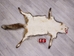 Red Fox Skin with Feet: Gallery Item - 180-03-WF-G4028 (Y3L)