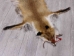 Red Fox Skin with Feet: Gallery Item - 180-03-WF-G4028 (Y1KWR)