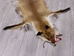 Red Fox Skin with Feet: Gallery Item - 180-03-WF-G4028 (Y3L)