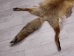 Red Fox Skin with Feet: Gallery Item - 180-03-WF-G4028 (Y1KWR)