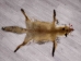Red Fox Skin with Feet: Gallery Item - 180-03-WF-G4028 (Y1KWR)