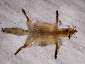 Red Fox Skin with Feet: Gallery Item 