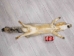 American Gray Fox Skin with Feet: Gallery item - 180-08-WF-G3138 (Y2KWR)
