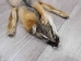 American Gray Fox Skin with Feet: Gallery item - 180-08-WF-G3138 (Y2KWR)