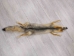 American Gray Fox Skin with Feet: Gallery item - 180-08-WF-G3138 (Y2KWR)