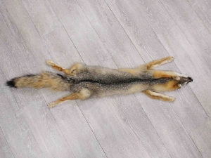 American Gray Fox Skin with Feet: Gallery item 
