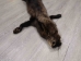 Fisher Skin with Feet: Gallery Item - 181-01WF-G2440 (Z2)