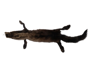 Fisher Skin with Feet: Gallery Item 
