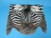 Zebra Face: Gallery Item - 19-22-G02 (Y2KRL)