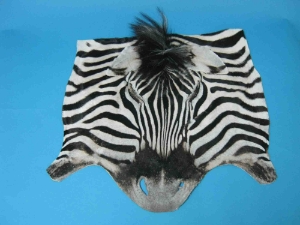 Zebra Face: Gallery Item 