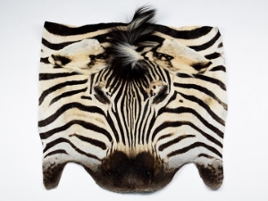 Zebra Face: Gallery Item 