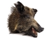Mounted Wild Boar Head: Gallery Item - 20-70-G10 (Y3I)
