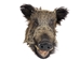 Mounted Wild Boar Head: Gallery Item - 20-70-G11 (Y3I)