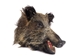 Mounted Wild Boar Head: Gallery Item - 20-70-G11 (Y3I)