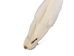 Male Ranch Mink Skin: White: Gallery Item - 28-M-WH-G3484 (Y1KWR)