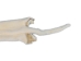 Male Ranch Mink Skin: White: Gallery Item - 28-M-WH-G3485 (Y1KWR)