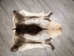 Reindeer Hide: XX-Large: Gallery Item - 33-XXL-G3948 (Y2D)
