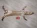 Bobcat Skin with Feet: Gallery Item - 338-WF-G2420 (Y1KWR)