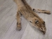Bobcat Skin with Feet: Gallery Item - 338-WF-G2420 (Y1KWR)