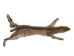 Bobcat Skin with Feet: Gallery Item - 338-WF-G2420 (Y1KWR)