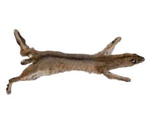 Bobcat Skin with Feet: Gallery Item 