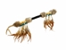 Iroquois Talking Stick: Gallery Item - 420-G3541 (Y3J)