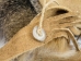 Red Fox Tail and Feet Bag: Gallery Item - 422-10-G3015 (Y2JC03)(Y1FRA)