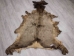 Elk Hide: Gallery Item - 43-G3253 (Y2KRF)