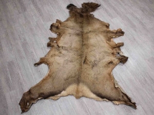 Elk Hide: Gallery Item elk skins