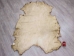 Elk Hide: Gallery Item - 43-G3256 (Y2KRF)