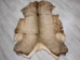 Elk Hide: Gallery Item - 43-G3256 (Y2KRF)