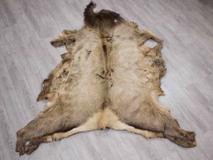 Elk Hide: Gallery Item elk skins