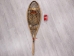 Used Snowshoe: Single with Harness: Gallery Item - 47-90-G3381 (Y2I)