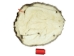 Extra-Wide Beaver Skin: #1: Large: Gallery Item - 50-1-L-G2481 (Y1L)