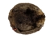 Extra-Wide Beaver Skin: #1: Large: Gallery Item - 50-1-L-G2481 (Y1L)