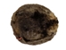 Extra-Wide Beaver Skin: #1: Large: Gallery Item - 50-1-L-G2481 (Y1E)