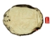 Extra-Wide Beaver Skin: #1: Large: Gallery Item - 50-1-L-G2482 (Y1L)