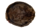 Extra-Wide Beaver Skin: #1: Large: Gallery Item - 50-1-L-G2482 (Y1L)