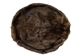 Extra-Wide Beaver Skin: #1: Large: Gallery Item - 50-1-L-G2482 (Y1E)