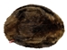 Extra-Wide Beaver Skin: #1: Large: Gallery Item - 50-1-L-G2485 (Y1E)